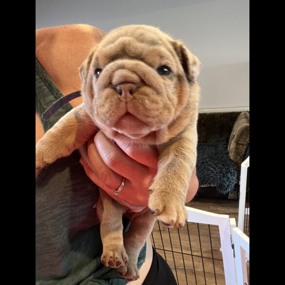 English Bulldog - Both