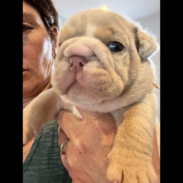 English Bulldog - Both