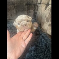 English Bulldog - Both