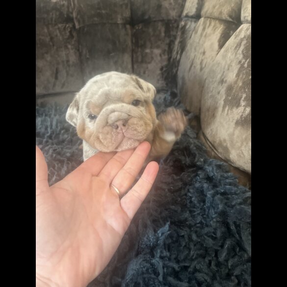 English Bulldog - Both