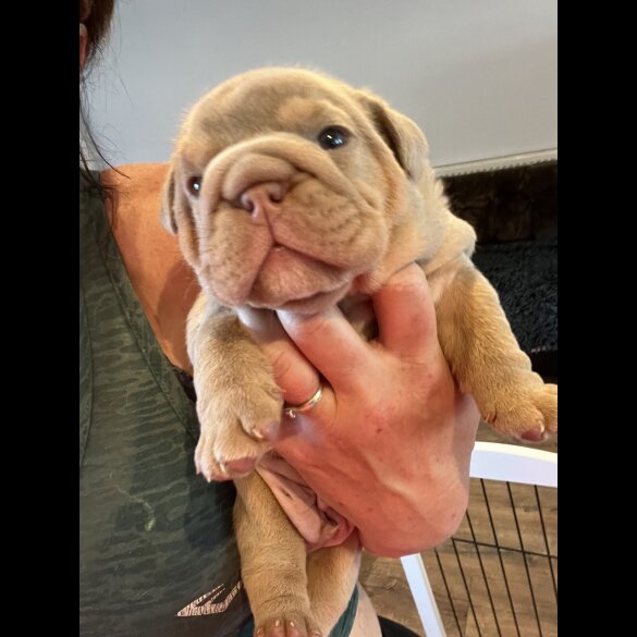 English Bulldog - Both