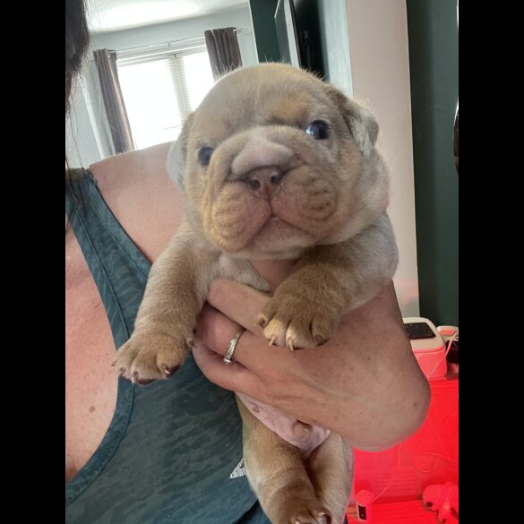English Bulldog - Both