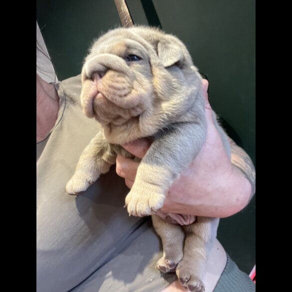 English Bulldog - Both