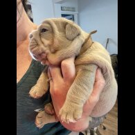 English Bulldog - Both