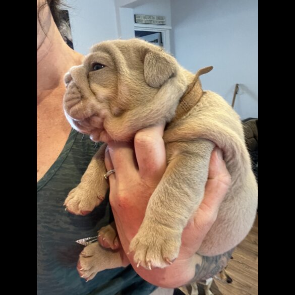 English Bulldog - Both