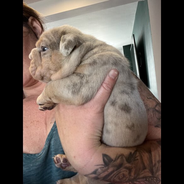 English Bulldog - Both