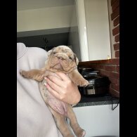 English Bulldog - Both