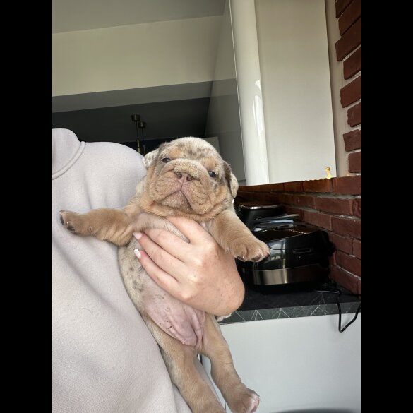 English Bulldog - Both