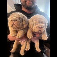 English Bulldog - Both