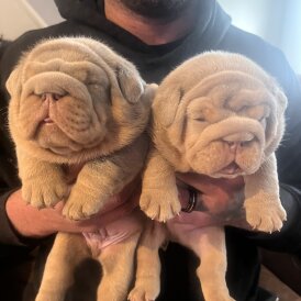 English Bulldog - Both