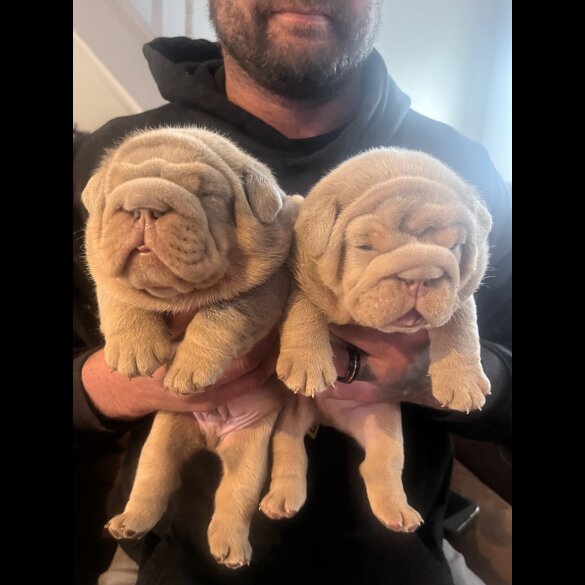 English Bulldog - Both