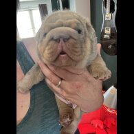 English Bulldog - Both