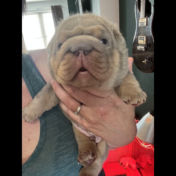 English Bulldog - Both
