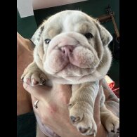 English Bulldog - Both