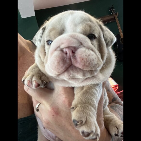 English Bulldog - Both