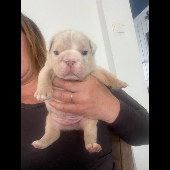 English Bulldog - Both