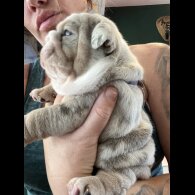 English Bulldog - Both