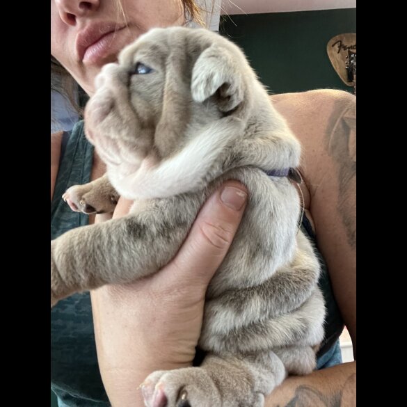 English Bulldog - Both