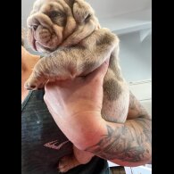 English Bulldog - Both