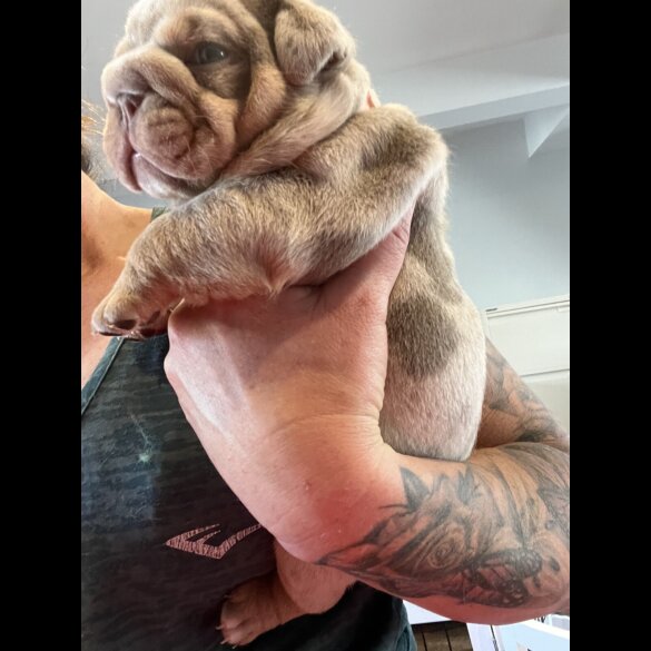 English Bulldog - Both