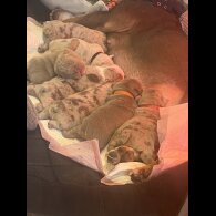 English Bulldog - Both