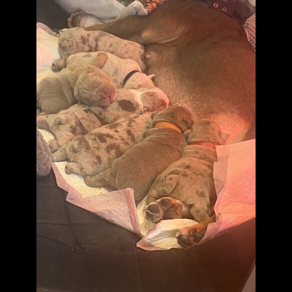 English Bulldog - Both
