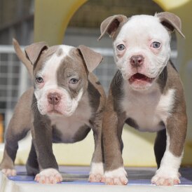 English Bulldog - Both