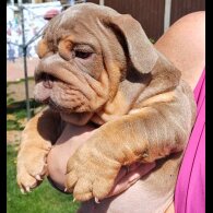 English Bulldog - Both