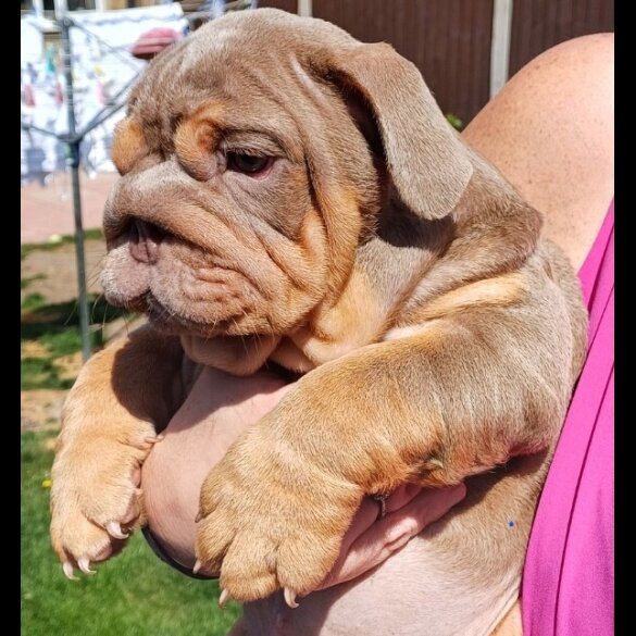 English Bulldog - Both