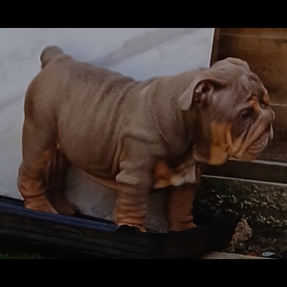 English Bulldog - Both