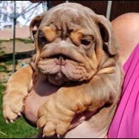English Bulldog - Both