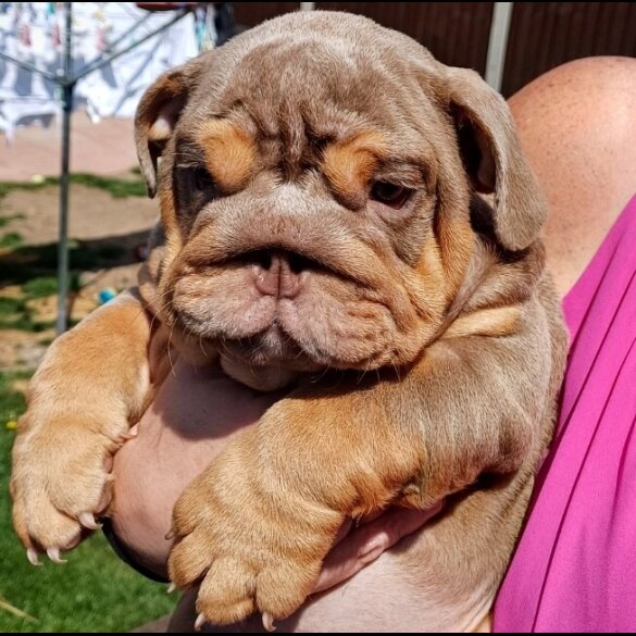English Bulldog - Both