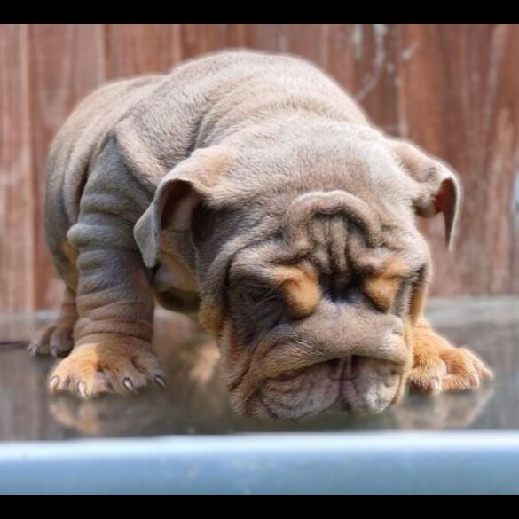 English Bulldog - Both