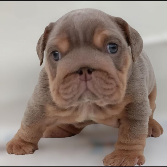 English Bulldog - Both