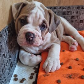 English Bulldog - Both