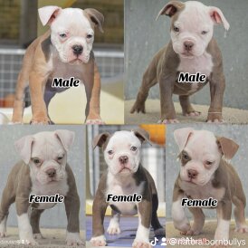 English Bulldog - Both