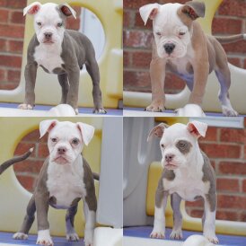 English Bulldog - Both