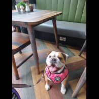 English Bulldog - Both