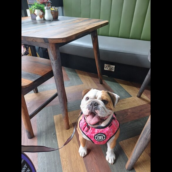 English Bulldog - Both