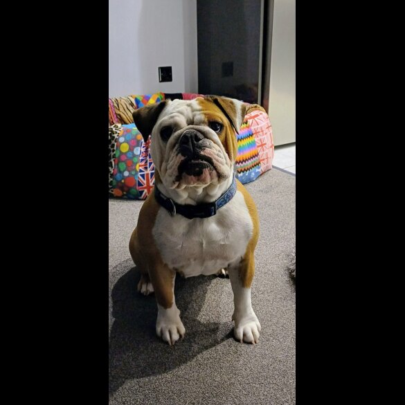 English Bulldog - Both