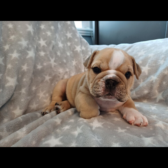 English Bulldog - Both