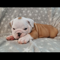 English Bulldog - Both