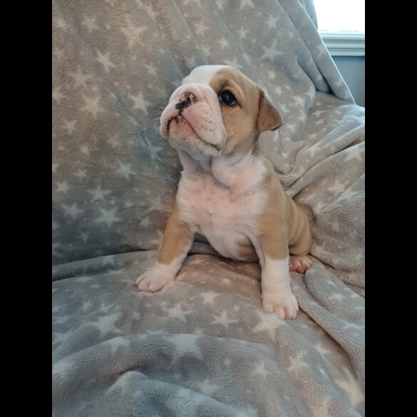 English Bulldog - Both