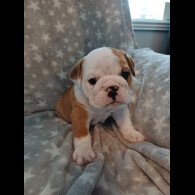 English Bulldog - Both