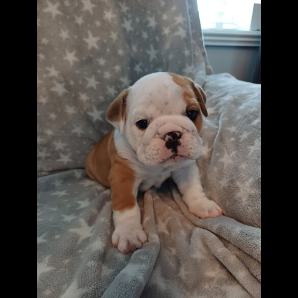 English Bulldog - Both