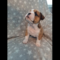English Bulldog - Both