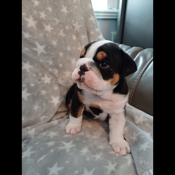English Bulldog - Both