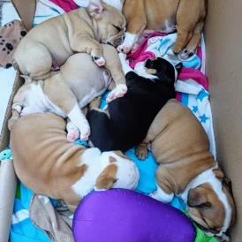 English Bulldog - Both