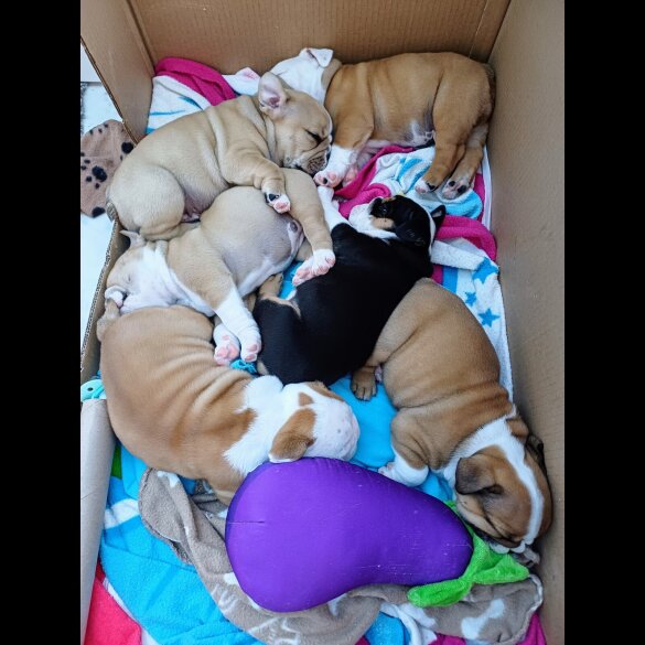 English Bulldog - Both