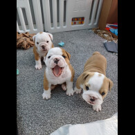 English Bulldog - Both